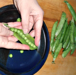 Fresh peas! CSA - www.inhabitedkitchen.com