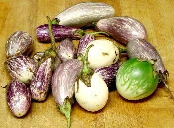 Assorted Mini Eggplant - www.inhabitedkitchen.com