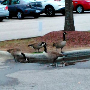 Geese in a parking lot